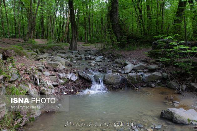 جزئیات تنوع و گستردگی 6 زیست بوم جنگل های ایران