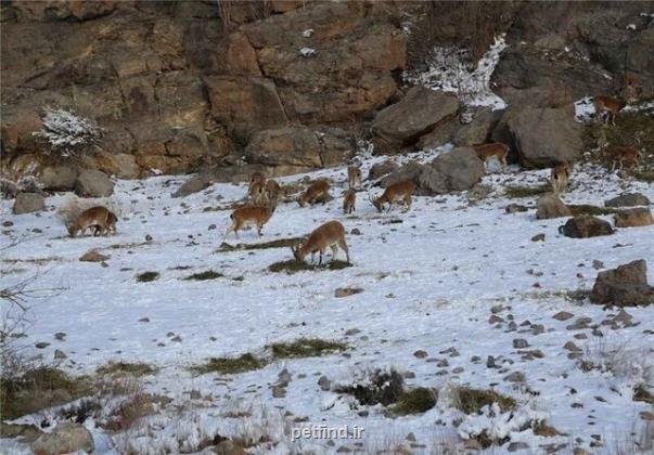 ایجاد تشکل های محلی برای نظارت بر جنگلها، مراتع و حیات وحش لرستان