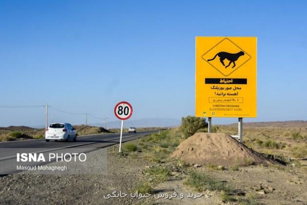 ادامه انجام اقدامات حفاظتی در محور سمنان و شاهرود برای یوز آسیایی